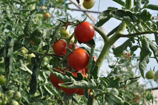 Agroalimentaire : concilier hygiène stricte et rythme de production soutenu